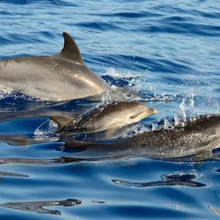 Calma Do Mar Madalena (Azores)