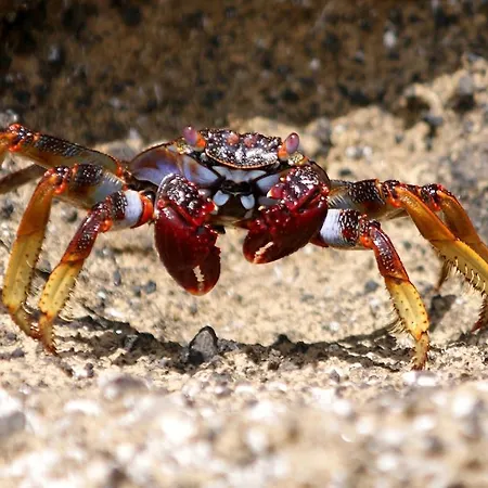 Calma Do Mar Madalena (Azores)