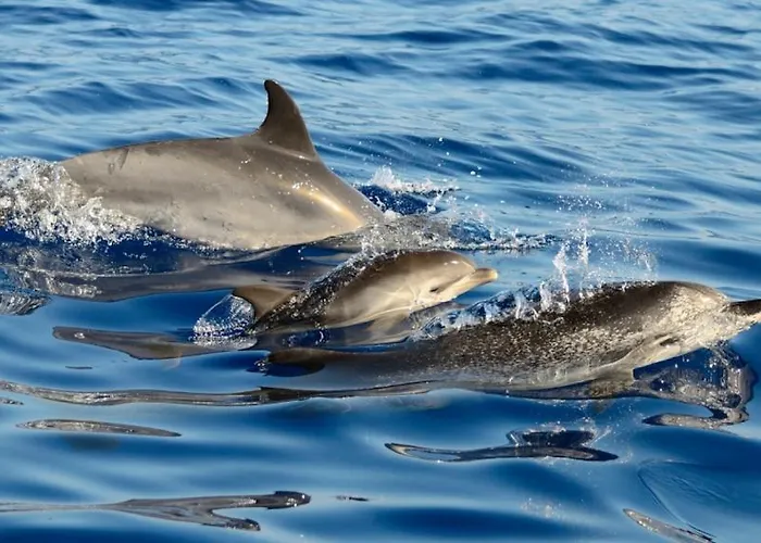 Calma Do Mar Madalena (Azores)