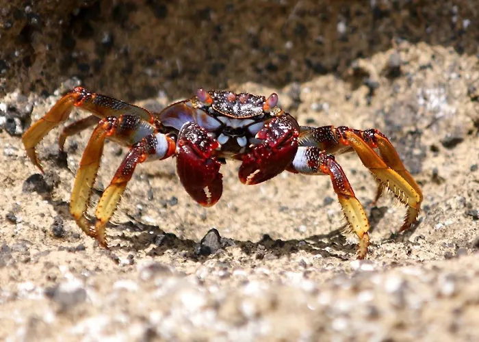 Calma Do Mar Madalena (Azores)